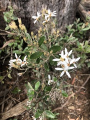 Olearia myrsinoides