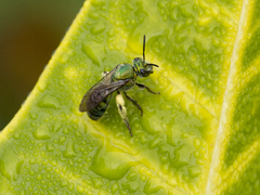 Pseudaugochlora