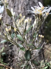 Olearia myrsinoides