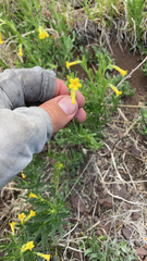 Lithospermum multiflorum