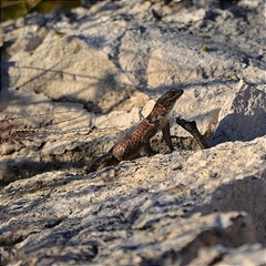Sceloporus poinsettii