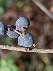 Pseudomyrmex pallidus