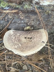 Tricholoma caligatum