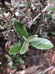 Olearia myrsinoides