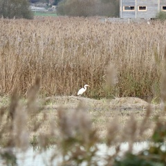 Ardea alba alba