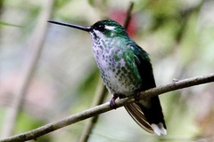 Urosticte benjamini