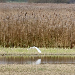 Ardea alba alba