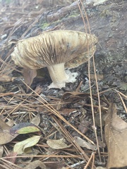Tricholoma caligatum