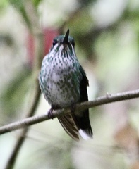 Urosticte benjamini