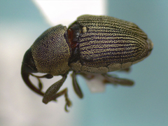 Odontocorynus