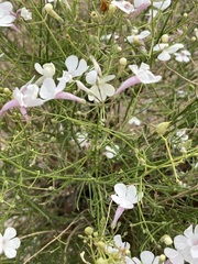 Penstemon ambiguus