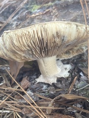 Tricholoma caligatum