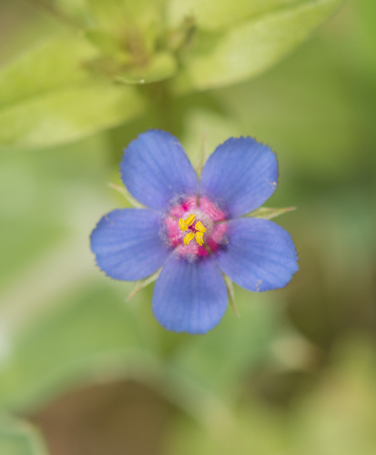 Lysimachia foemina image