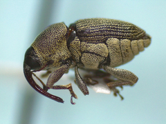 Odontocorynus