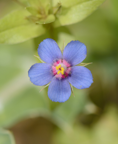 Lysimachia foemina image