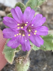 Allionia incarnata
