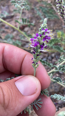 Dalea lanata