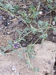 Dalea lanata