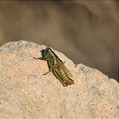Melanoplus thomasi
