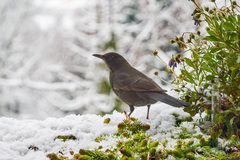 Turdus merula