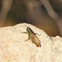 Melanoplus thomasi