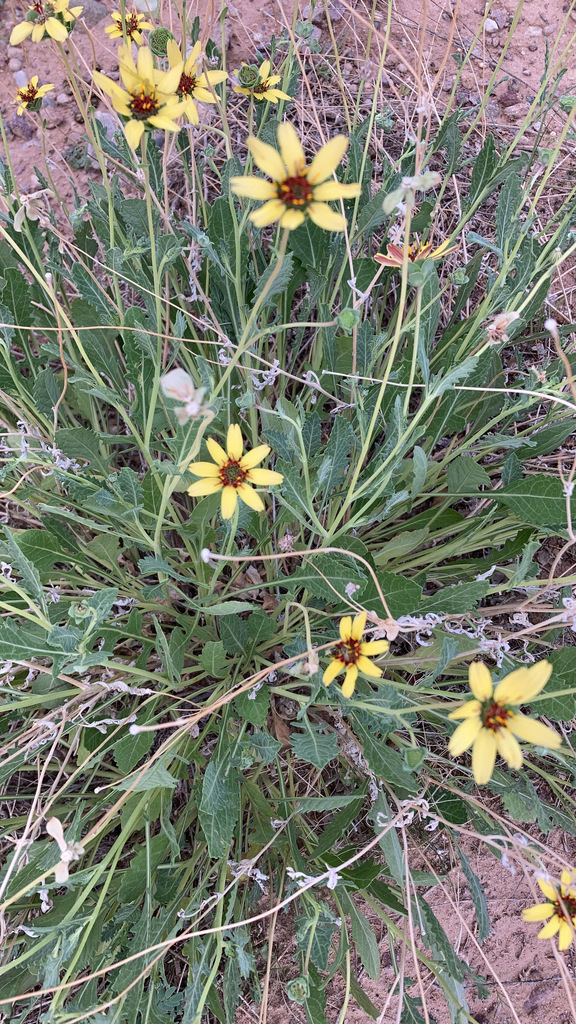 Berlandiera lyrata, Socorro County, NM, USA