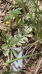 Potentilla hippiana