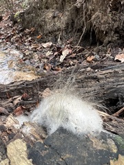 Phycomyces