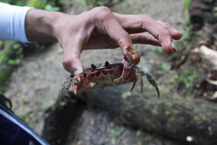 Gecarcinus lateralis