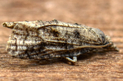 Platynota idaeusalis