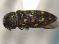 Acmaeodera tubulus