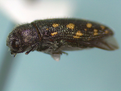 Acmaeodera tubulus