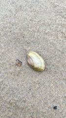 Lampsilis siliquoidea