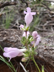 Penstemon jamesii