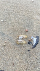 Lampsilis siliquoidea