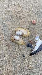 Lampsilis siliquoidea