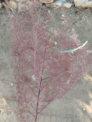 Dysphania graveolens