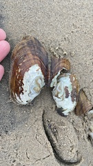 Lampsilis siliquoidea