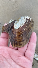 Lampsilis siliquoidea