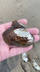 Lampsilis siliquoidea