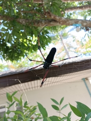 Nephila kuhli