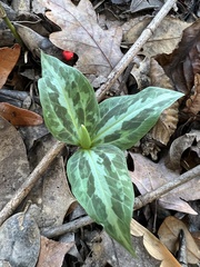 Trillium underwoodii