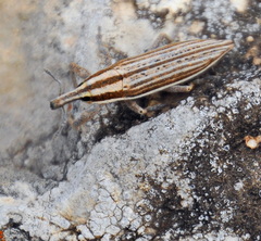 Lixus anguinus