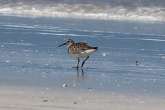 Calidris tenuirostris