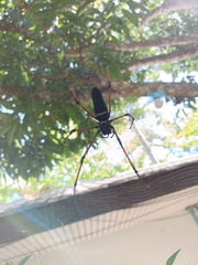 Nephila kuhli