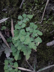 Adiantum chilense