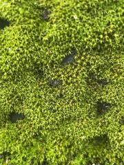 Dichodontium pellucidum