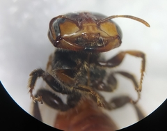 Macrotera sinaloana
