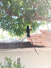 Nephila kuhli