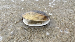 Lampsilis siliquoidea